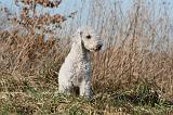 BEDLINGTON TERRIER 132